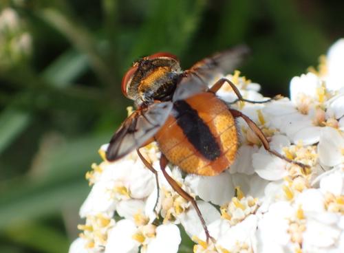 Réf. 325 145 : Ectophasia crassipennis